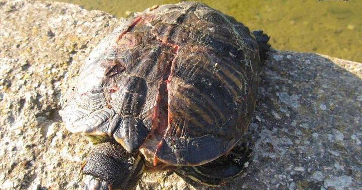 Parco 2 Giugno, c'� chi lancia sassi contro le tartarughe. E le uccide